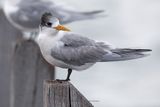Swift tern - Thalasseus bergii