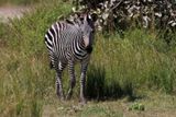 Plain Zebra - Equus quagga