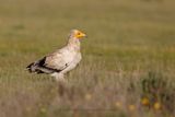 Egyptian vulture - Neophron percnopterus