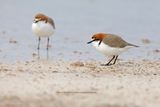 Red-capped Plover - Charadrius ruficapillus
