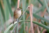 Australian reed-warbler - Acrocephalus australis