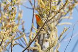 Blackburnian warbler - Setophaga fusca