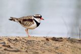 Black-fronted dotterel - Elseyornis melanops