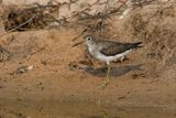 Solitary sandpiper - Tringa solitaria