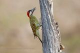 Green-barred Woodpecker - Colaptes melanochloros