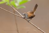 Rusty-backed Antwren - Formicivora rufa