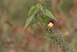 Black-capped Donacobius - Donacobius atricapilla