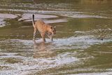 Leopard - Panthera pardus