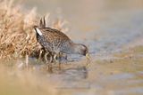 Australian Spotted Crake - Porzana fluminea