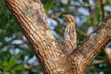 Common Potoo - Nyctibius griseus