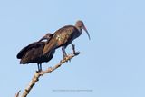 Hadada ibis - Bostrychia hagedash