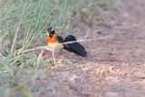 Long-tailed Paradise-whydah - Vidua paradisea
