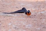 Long-tailed Paradise-whydah - Vidua paradisea