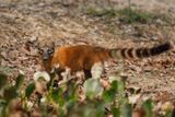 Coati - Nasua nasua