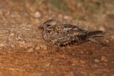 Square-tailed Nightjar - Caprimulgus fossii