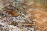 White-lored Spinetail - Synallaxis albilora