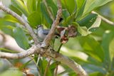 Masked Gnatcatcher - Polioptila dumicola