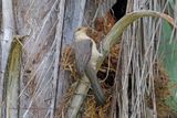 Thrush-like wren - Campylorhyncus turdinus