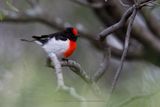 Red-capped Robin - Petroica godenovii