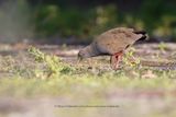 Black-tailed Native-hen - Tribonyx ventralis