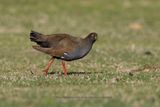 Black-tailed Native-hen - Tribonyx ventralis