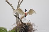 Jabirù - Jabiru mycteria
