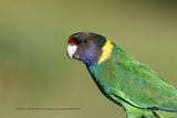 Australian ringneck - Barbardius zonarius