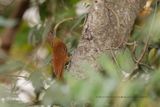 Red-billed Scythebill - Campylorhamphus trochilirostris