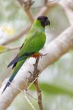 Black-hooded parakeet - Nandayus nenday