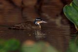 Sungrebe - Heliornis fulica