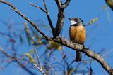 Rufous Whistler - Pachycephala rufiventris