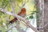 Little Cuckoo - Coccycua minuta