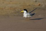 Yellow-billed tern - Sternula superciliaris