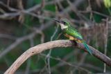 Rufuous-tailed Jacamar - Galbula ruficauda
