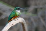 Rufuous-tailed Jacamar - Galbula ruficauda