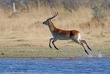 Red Lechwe - Kobus leche