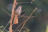 Collared Palm-thrush - Cichladusa_arquata