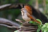 Collared Palm-thrush - Cichladusa_arquata