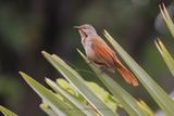 Collared Palm-thrush - Cichladusa_arquata