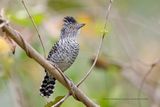 Barred Antshrike - Thamnophilus doliatus