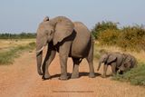 African Elephant - Loxodonta africana