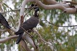 Carnabys Black-cockatoo - Calyptorhynchus latirostris