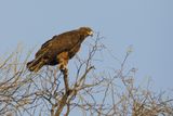 Tawny Eagle - Aquila rapax