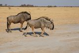 Blue wildbeest - Connoachetes taurinus