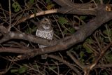 Barred Owlet - Glaucidium capense