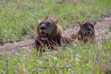 African Lion - Panthera leo