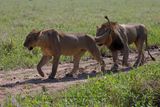 African Lion - Panthera leo