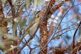 Spiny-cheeked Honeyeater - Acanthagenys rufogularis