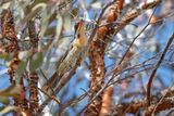 Spiny-cheeked Honeyeater - Acanthagenys rufogularis