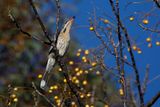 Spiny-cheeked Honeyeater - Acanthagenys rufogularis